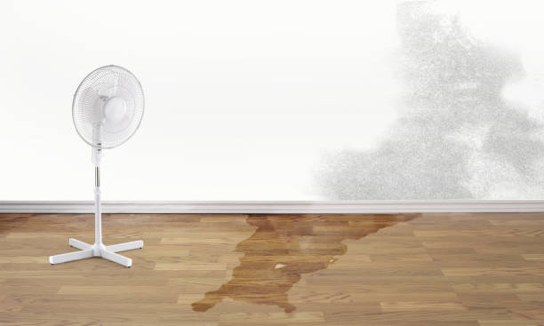 Best Carpet water damage restoration  in Cape Coral, FL